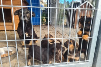 Zdjęcie do: Szczenięta do adopcji