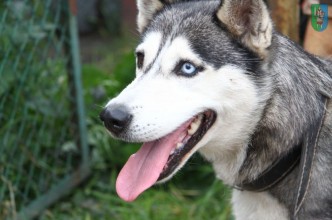 Zdjęcie do: Husky czeka na właściciela