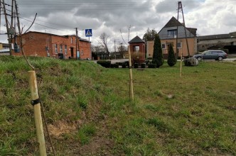 Zdjęcie do: Nasadzenia drzew na terenie gminy.