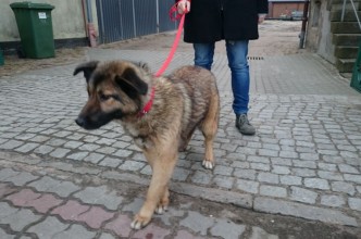 Zdjęcie do: Pies czeka na właściciela