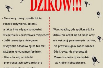 Zdjęcie do: Starosta Bytowski ostrzega przed dzikami