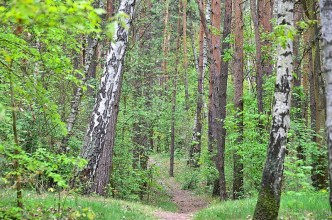 Zdjęcie do: Wyłożenie do publicznego wglądu projektów Uproszczonego Planu Urządzania Lasu.