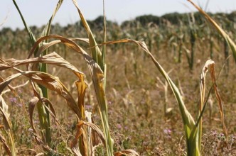 Zdjęcie do: Susza rolnicza na terenie Gminy Tuchomie