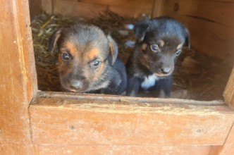 Zdjęcie do: Szczeniaki do adopcji