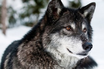 Zdjęcie do: Przydatne informacje dotyczące wilków